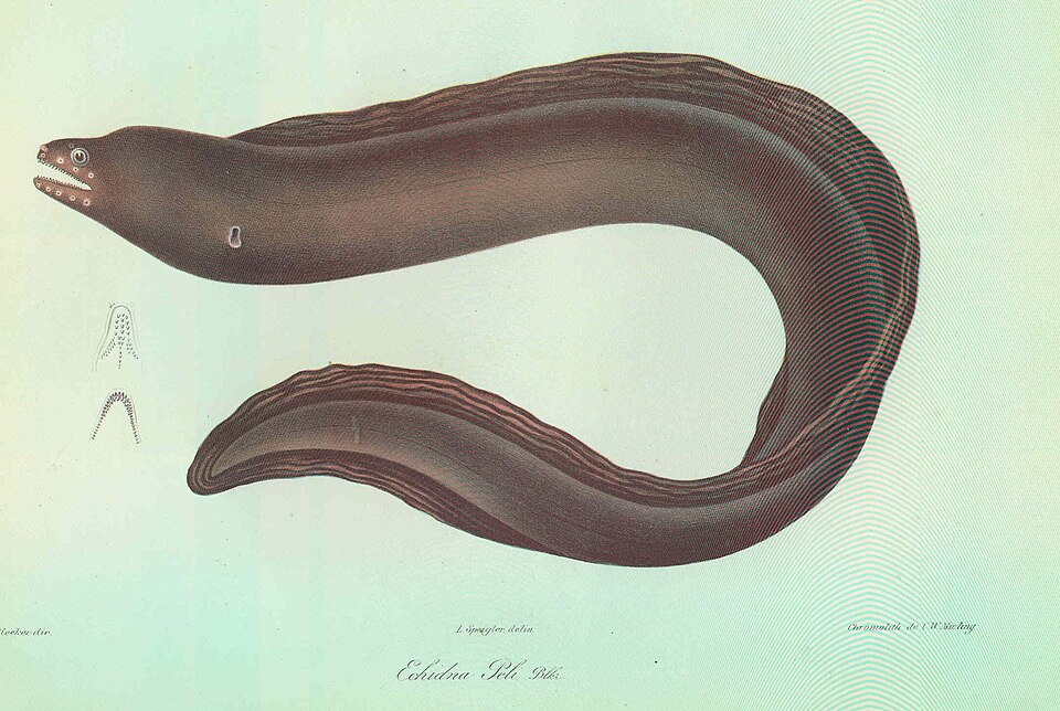 ภาพ ปลาไหลมอเรย์ peli (Echidna peli)