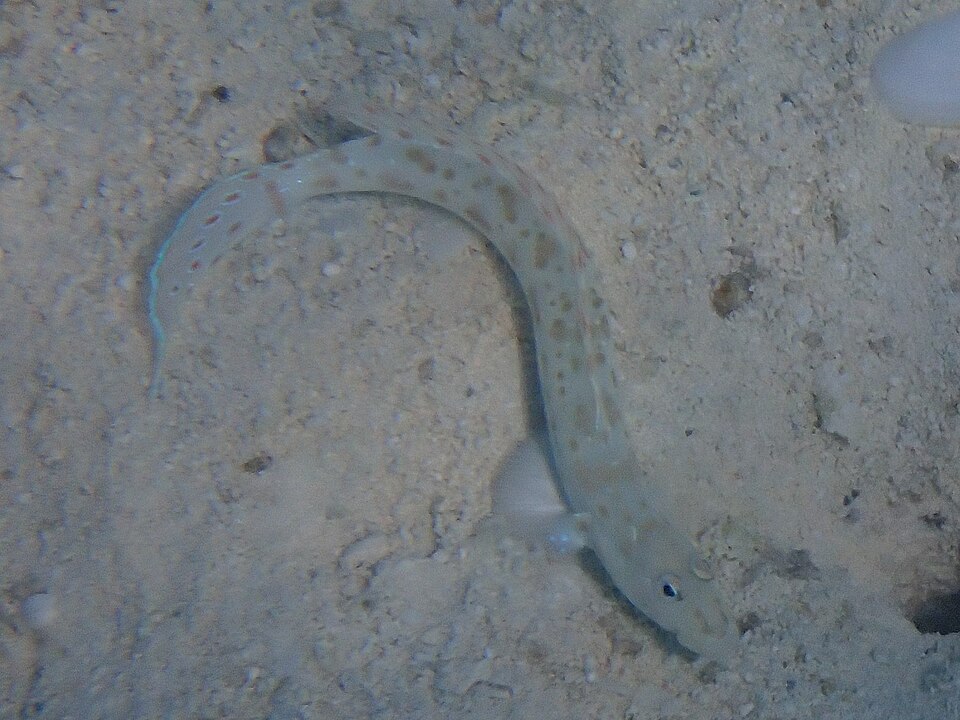 ภาพ ปลาบู่บู่ (Echinogobius hayashii)