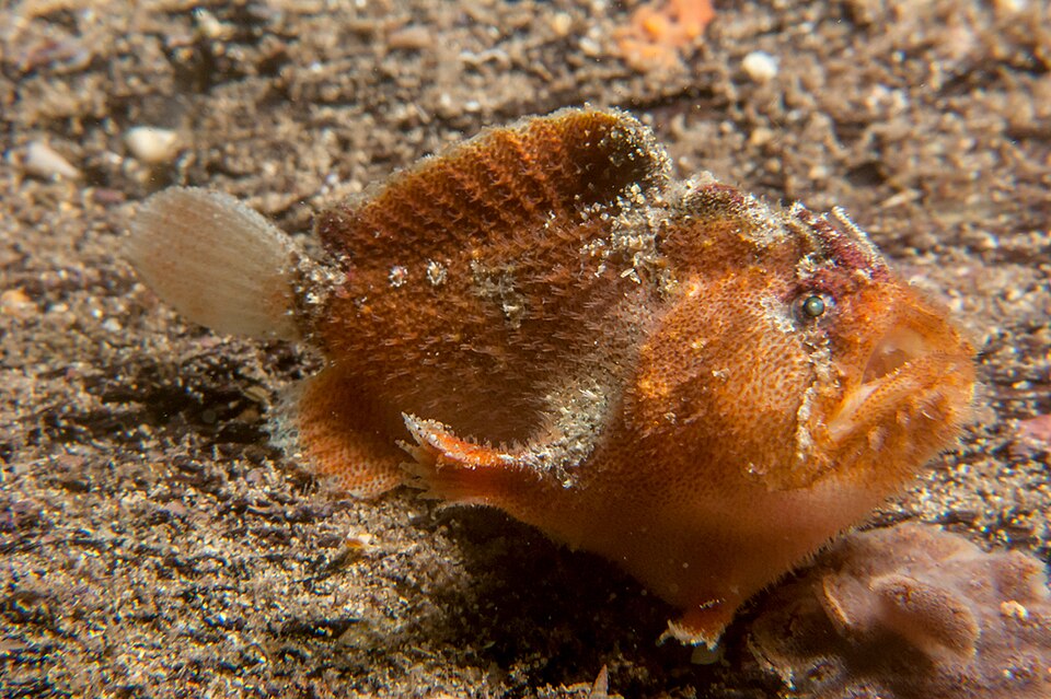 ภาพ ปลากบ crassispina (Echinophryne crassispina)