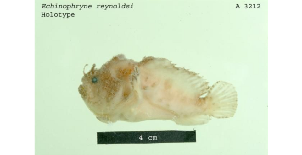 ภาพ ปลากบ reynoldsi (Echinophryne reynoldsi)