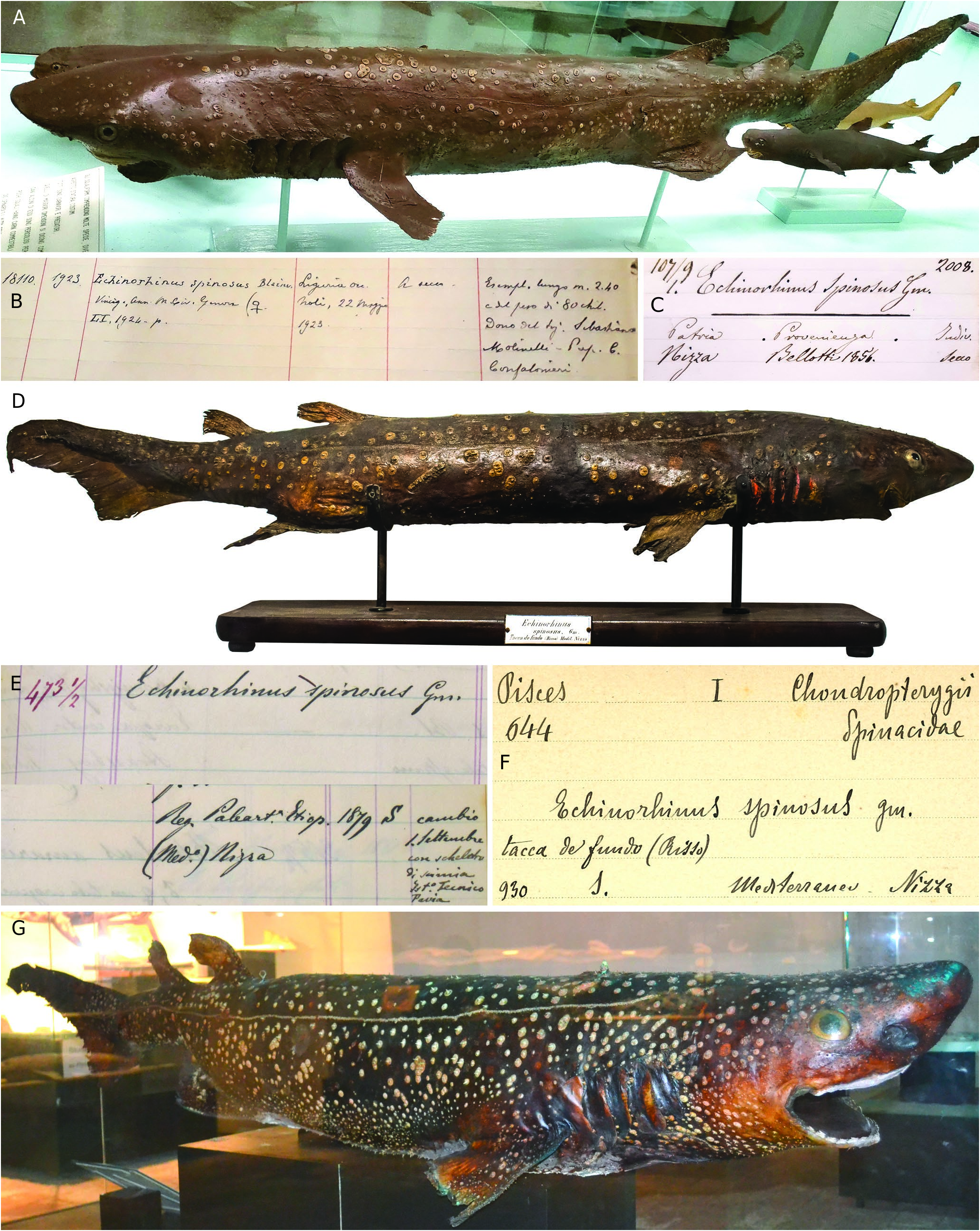 ภาพ ปลา brucus (Echinorhinus brucus)