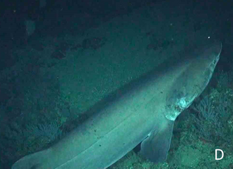 ภาพ ปลา cookei (Echinorhinus cookei)