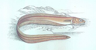 ภาพ ปลา drummondii (Echiodon drummondii)