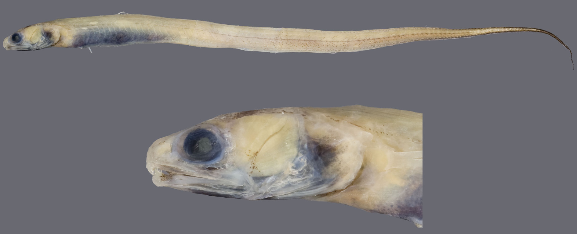 ภาพ ปลา prionodon (Echiodon prionodon)