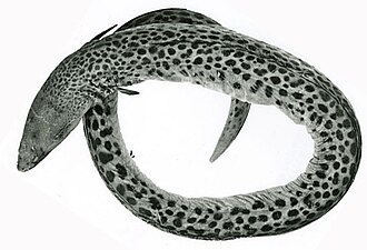 ภาพ ปลา intertinctus (Echiophis intertinctus)