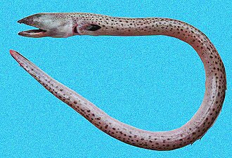 ภาพ ปลา punctifer (Echiophis punctifer)