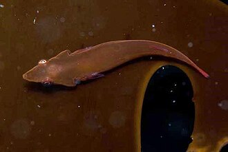 ภาพ ปลา scylliorhiniceps (Eckloniaichthys scylliorhiniceps)