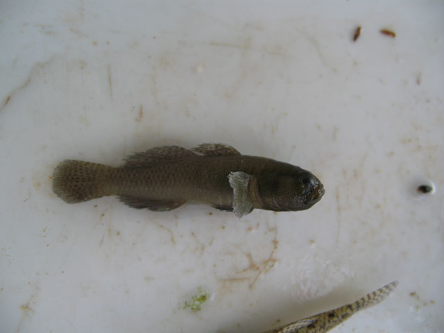 ภาพ ปลาบู่บู่ (Economidichthys pygmaeus)