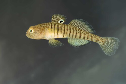 ภาพ ปลาบู่ trichonis (Economidichthys trichonis)
