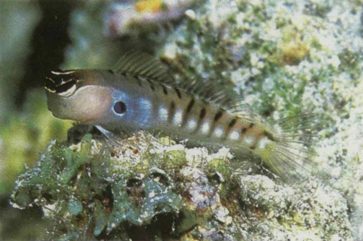 ภาพ ปลาตั๊กแตนหินตั๊กแตนหิน (Ecsenius alleni)