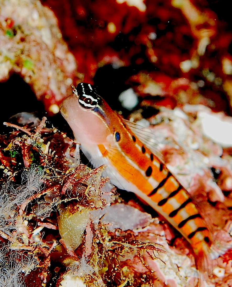 ภาพ ปลาตั๊กแตนหินตัวตลกตั๊กแตนหิน (Ecsenius axelrodi)