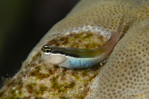 ภาพ ปลาตั๊กแตนหินตั๊กแตนหิน (Ecsenius bandanus)