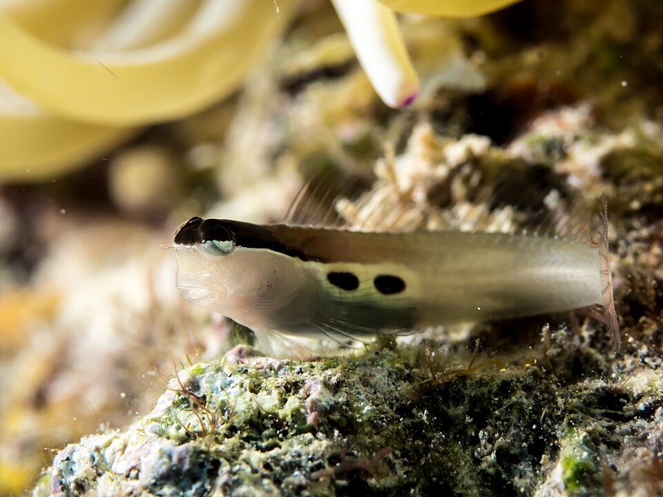 ภาพ ปลาตั๊กแตนหินจุดตั๊กแตนหิน (Ecsenius bimaculatus)