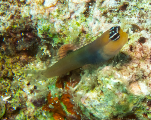 ภาพ ปลาตั๊กแตนหินตั๊กแตนหิน (Ecsenius caeruliventris)