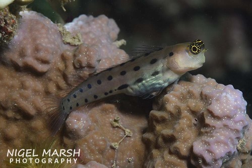ภาพ ปลาตั๊กแตนหิน collettei (Ecsenius collettei)