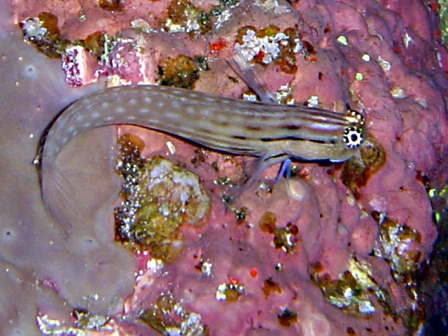 ภาพ ปลาตั๊กแตนหินตั๊กแตนหิน (Ecsenius dentex)