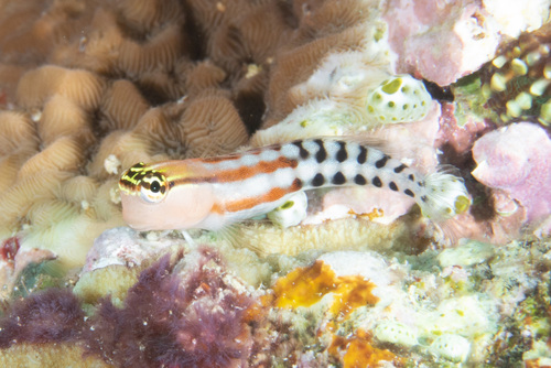 ภาพ ปลาตั๊กแตนหินตัวตลกตั๊กแตนหิน (Ecsenius fijiensis)