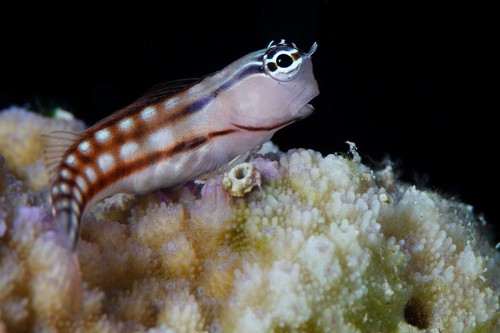 ภาพ ปลาตั๊กแตนหินตั๊กแตนหิน (Ecsenius fourmanoiri)