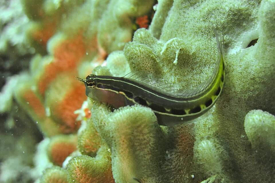 ภาพ ปลาตั๊กแตนหินลายเส้นตั๊กแตนหิน (Ecsenius lineatus)