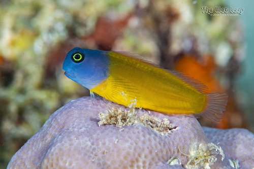 ภาพ ปลาตั๊กแตนหินตั๊กแตนหิน (Ecsenius lividanalis)