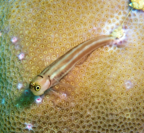 ภาพ ปลาตั๊กแตนหินตั๊กแตนหิน (Ecsenius lubbocki)