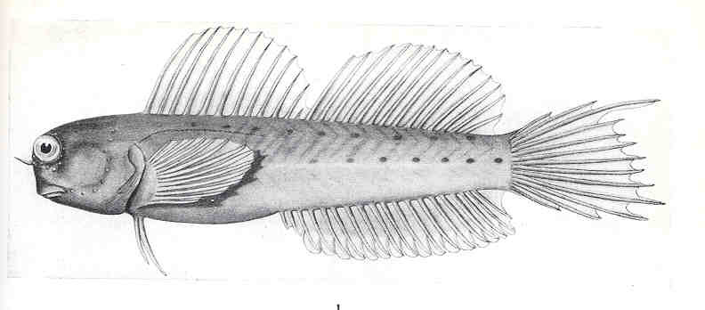 ภาพ ปลาตั๊กแตนหินตั๊กแตนหิน (Ecsenius mandibularis)