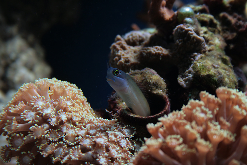 ภาพ ปลาตั๊กแตนหินตั๊กแตนหิน (Ecsenius melarchus)
