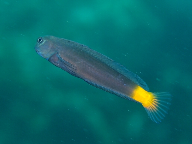 ภาพ ปลาตั๊กแตนหินดำ (Ecsenius namiyei)