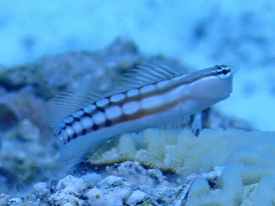 ภาพ ปลาตั๊กแตนหินตั๊กแตนหิน (Ecsenius niue)