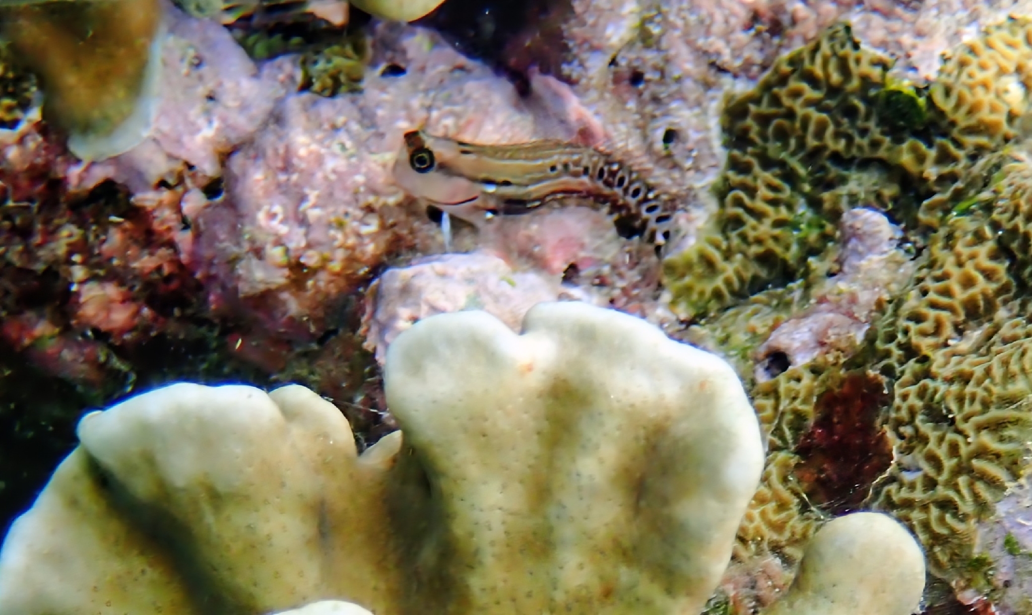 ภาพ ปลาตั๊กแตนหินปะการังตั๊กแตนหิน (Ecsenius oculatus)