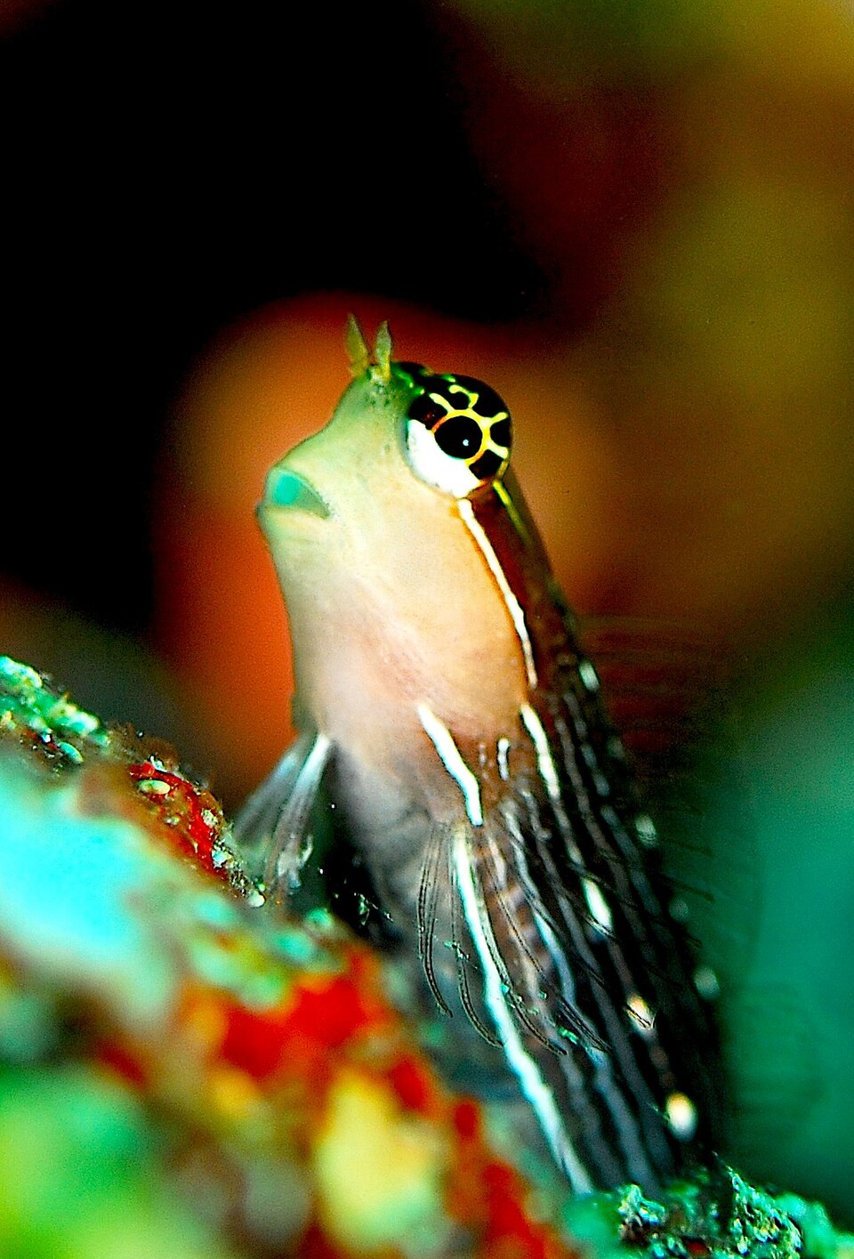 ภาพ ปลาตั๊กแตนหินตั๊กแตนหิน (Ecsenius pictus)