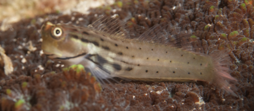 ภาพ ปลาตั๊กแตนหินอันดามันตั๊กแตนหิน (Ecsenius polystictus)