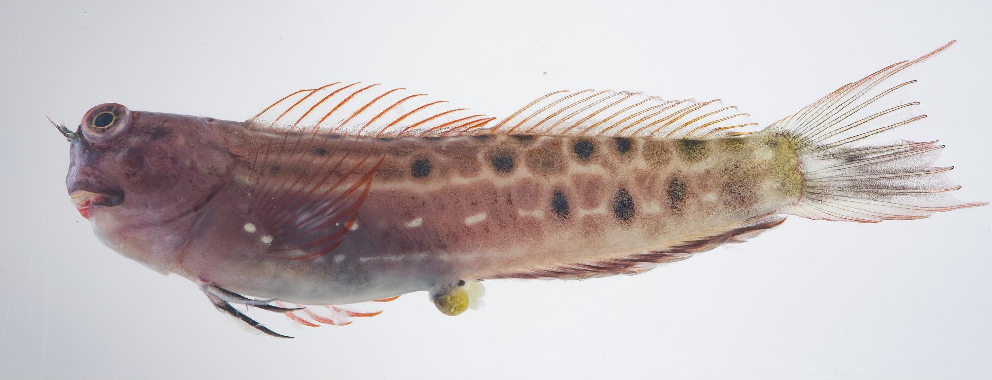 ภาพ ปลาตั๊กแตนหิน portenoyi (Ecsenius portenoyi)