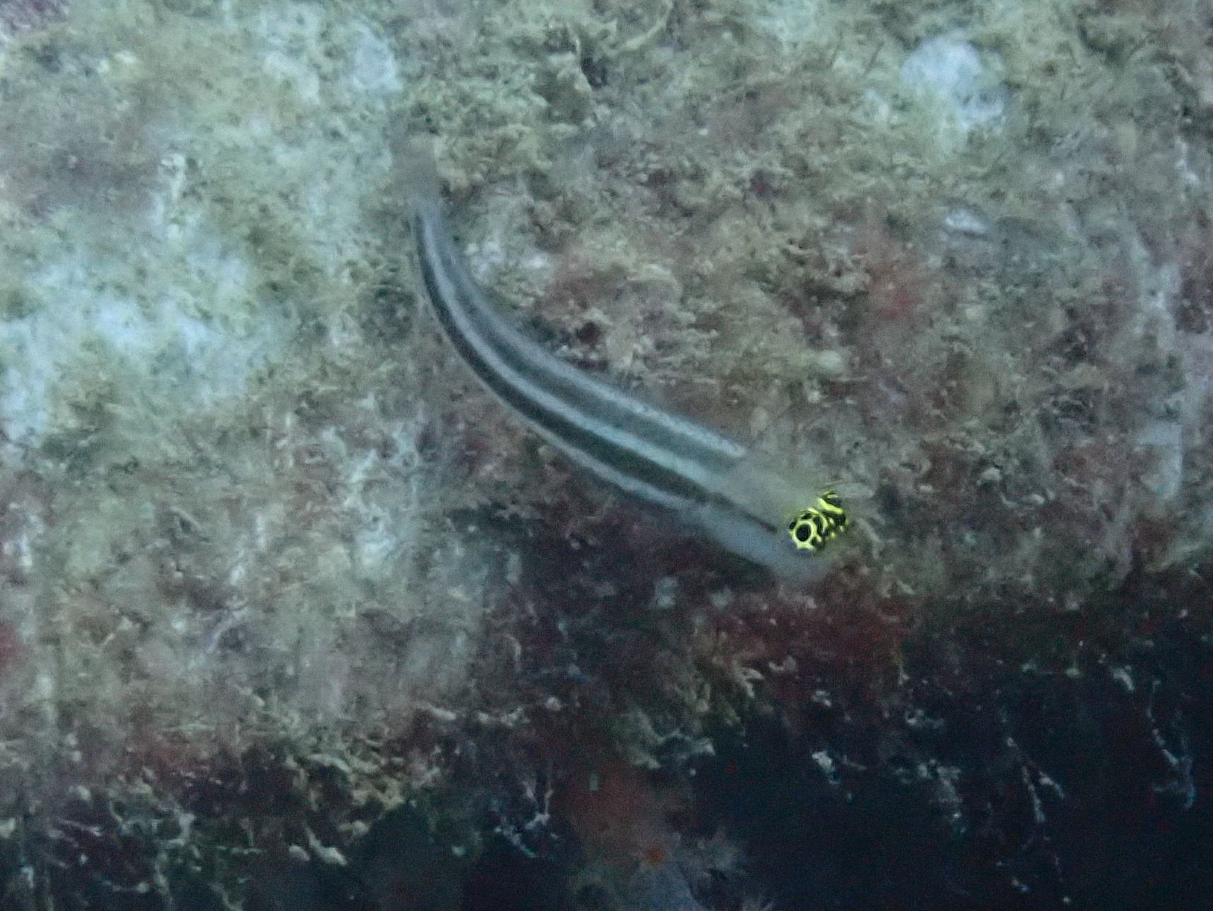 ภาพ ปลาตั๊กแตนหินลายเส้นตั๊กแตนหิน (Ecsenius prooculis)