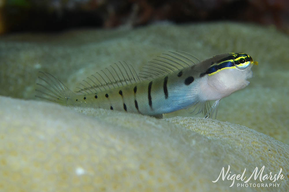 ภาพ ปลาตั๊กแตนหิน randalli (Ecsenius randalli)