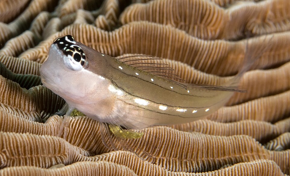 ภาพ ปลาตั๊กแตนหินตั๊กแตนหิน (Ecsenius schroederi)