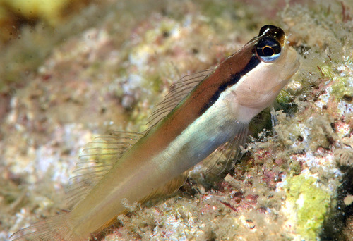 ภาพ ปลาตั๊กแตนหิน shirleyae (Ecsenius shirleyae)
