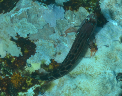 ภาพ ปลาตั๊กแตนหินตั๊กแตนหิน (Ecsenius tessera)