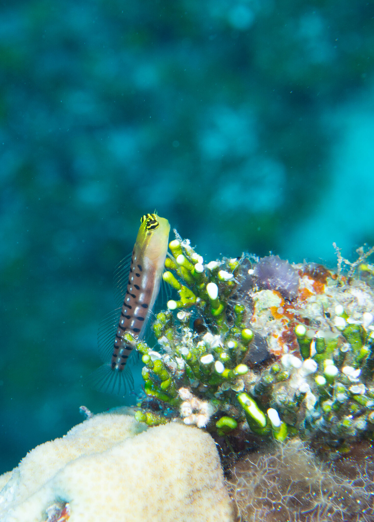 ภาพ ปลาตั๊กแตนหินลายเสือตั๊กแตนหิน (Ecsenius tigris)