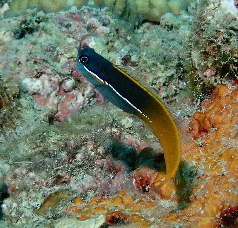 ภาพ ปลาตั๊กแตนหินตั๊กแตนหิน (Ecsenius tricolor)