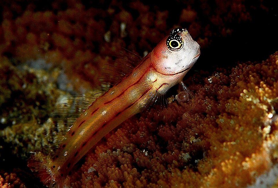 ภาพ ปลาตั๊กแตนหินสามลายเส้นตั๊กแตนหิน (Ecsenius trilineatus)