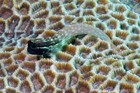 ภาพ ปลาตั๊กแตนหินปะการังตั๊กแตนหิน (Ecsenius yaeyamaensis)
