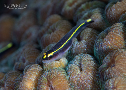 ภาพ ปลาบู่นีออนบู่ (Elacatinus atronasus)