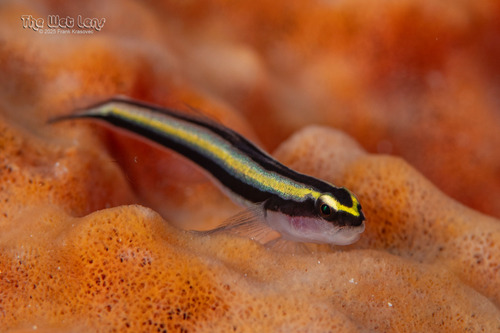 ภาพ ปลาบู่นีออนทำความสะอาดบู่ (Elacatinus cayman)