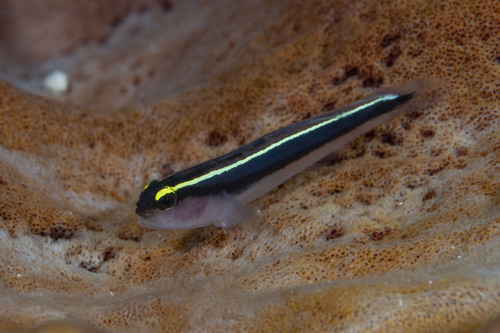 ภาพ ปลาบู่นีออนบู่ (Elacatinus centralis)