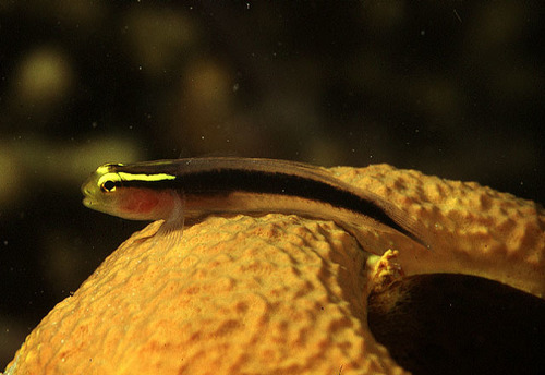 ภาพ ปลาบู่นีออนบู่ (Elacatinus chancei)