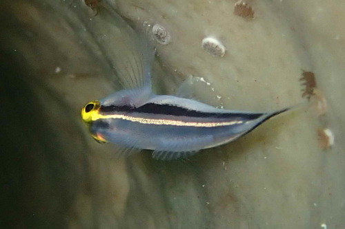 ภาพ ปลาบู่นีออนบู่ (Elacatinus colini)