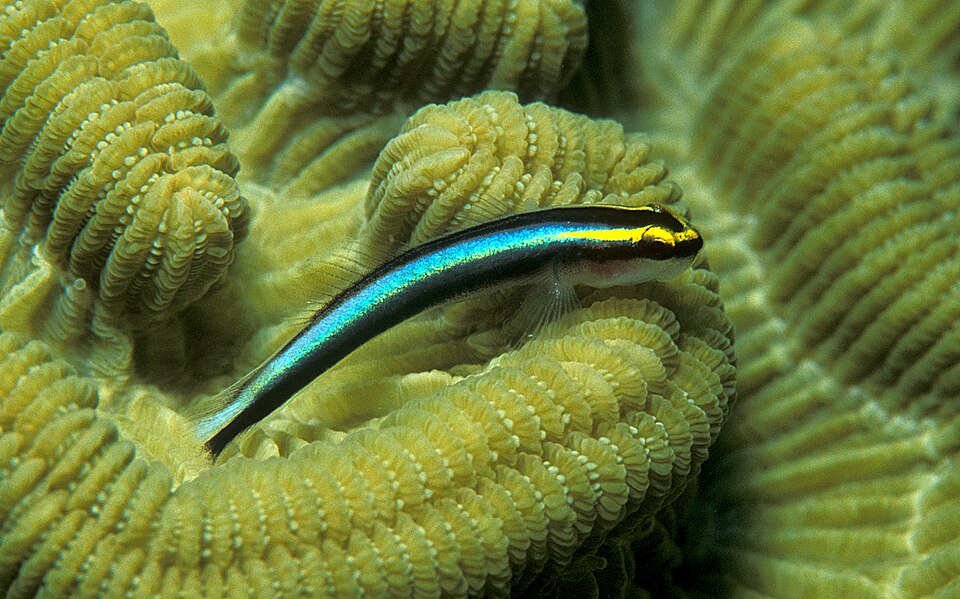 ภาพ ปลาบู่นีออนบู่ (Elacatinus evelynae)