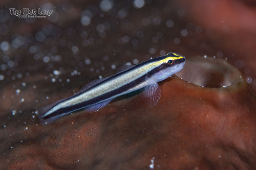 ภาพ ปลาบู่นีออนบู่ (Elacatinus genie)