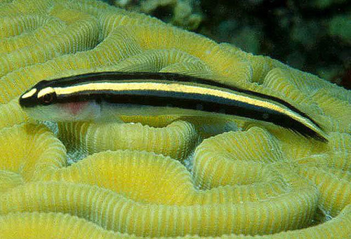 ภาพ ปลาบู่นีออนบู่ (Elacatinus illecebrosus)